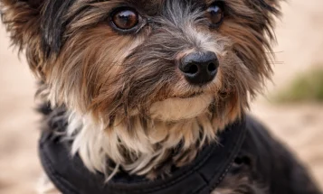 Biewer Terrier