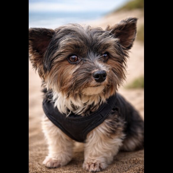 Biewer Terrier