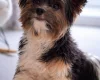 Biewer Terrier