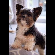 Biewer Terrier
