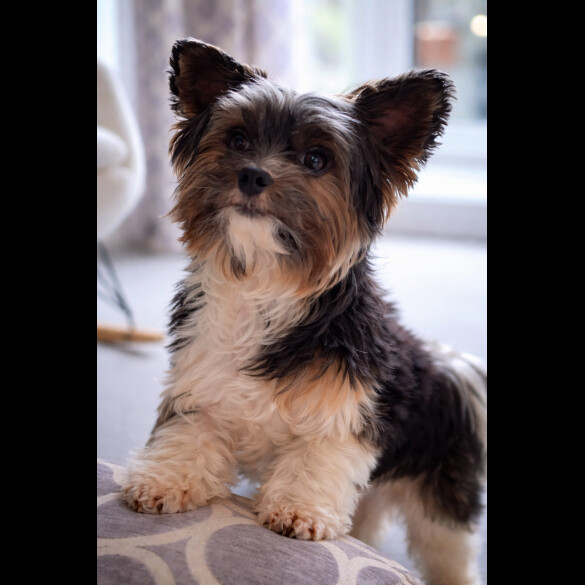 Biewer Terrier