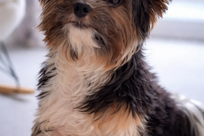 Biewer Terrier