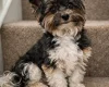 Biewer Terrier