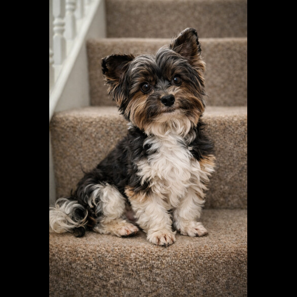 Biewer Terrier