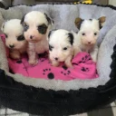 Biewer Terrier