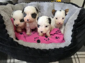 Biewer Terrier