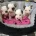 Biewer Terrier