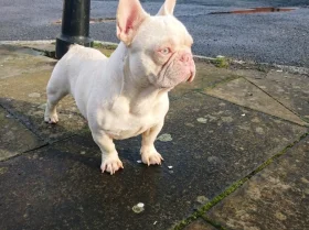 French Bulldog
