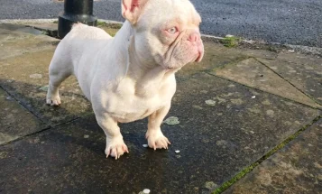 French Bulldog