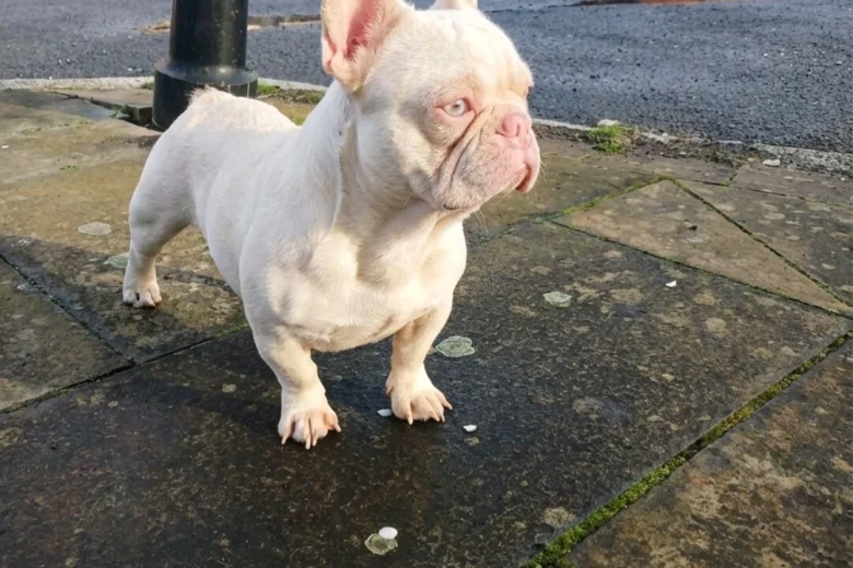 French Bulldog