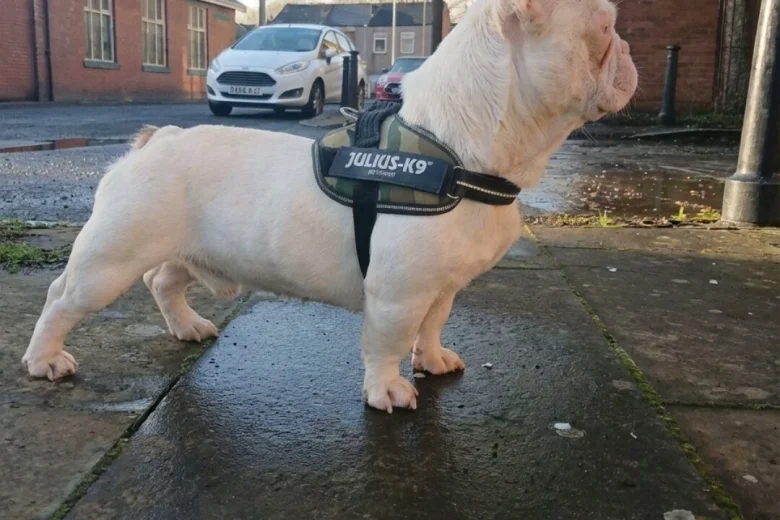 French Bulldog