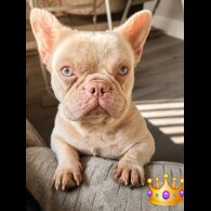 French Bulldog