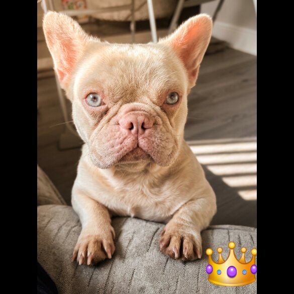 French Bulldog