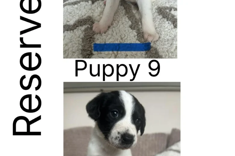 Border Collie