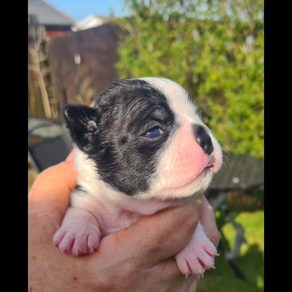 Boston Terrier