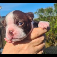 Boston Terrier