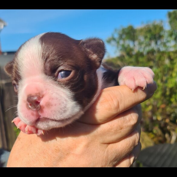 Boston Terrier