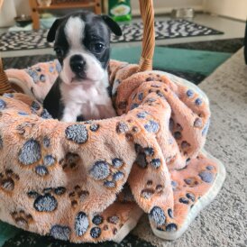 Boston Terrier
