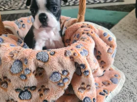 Boston Terrier