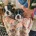 Boston Terrier