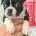 Boston Terrier