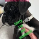 Boxer