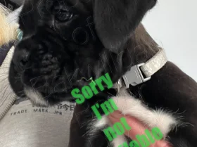 Boxer