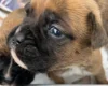 Boxer