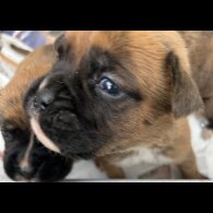 Boxer