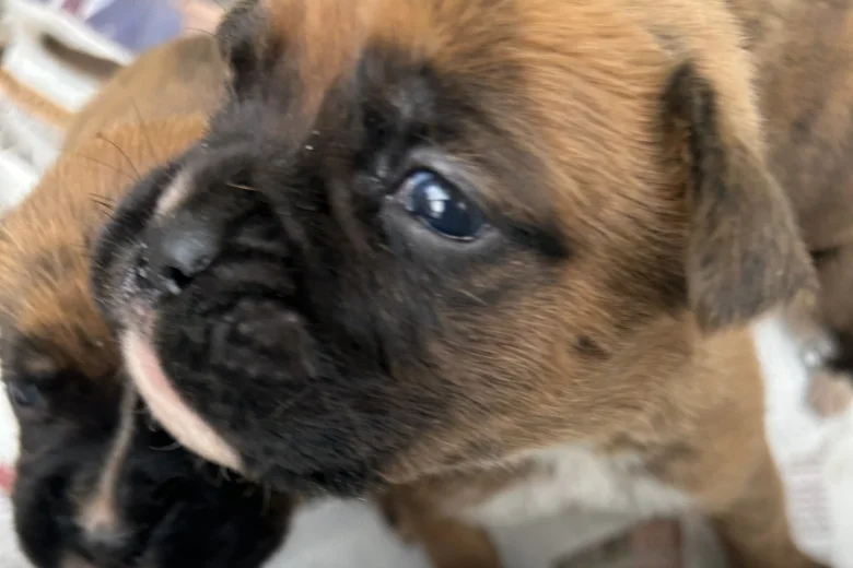 Boxer