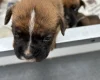 Boxer