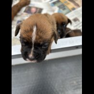 Boxer