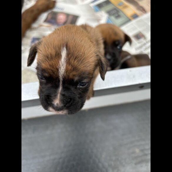 Boxer
