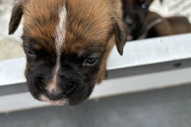 Boxer