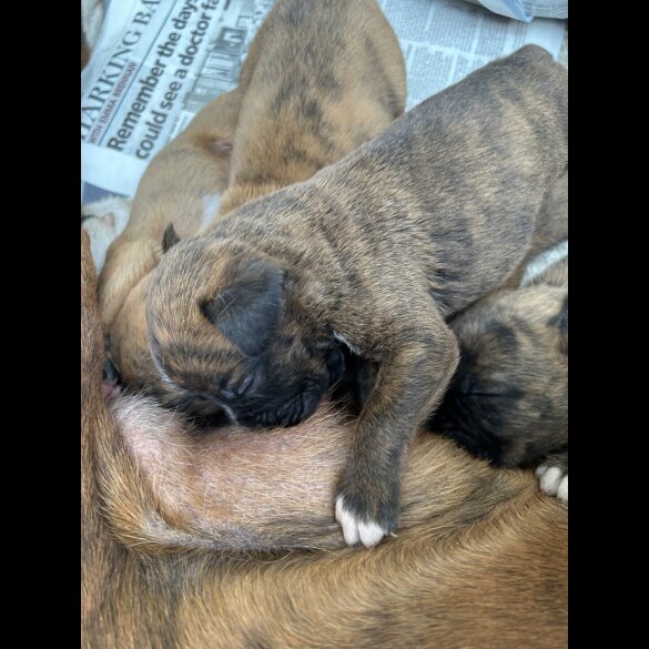 Boxer