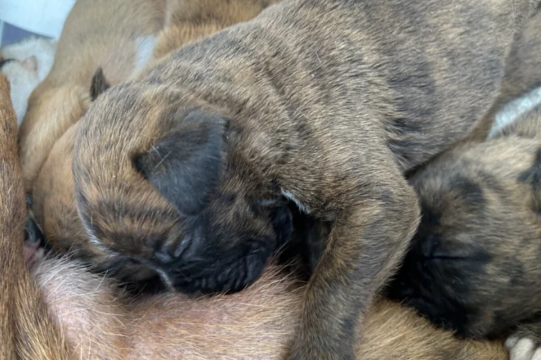 Boxer
