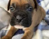 Boxer