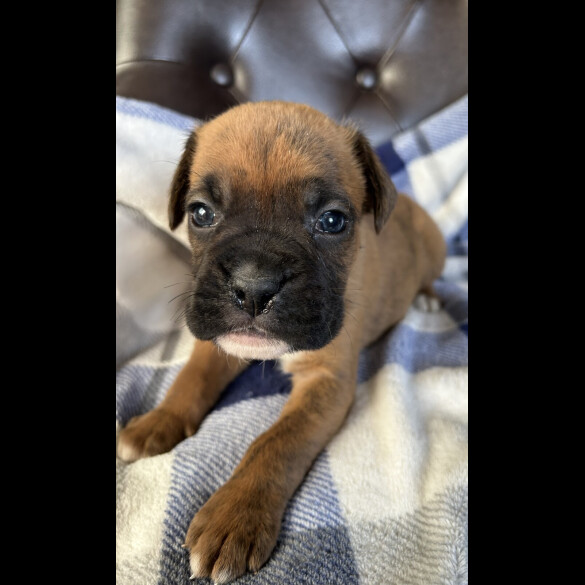 Boxer