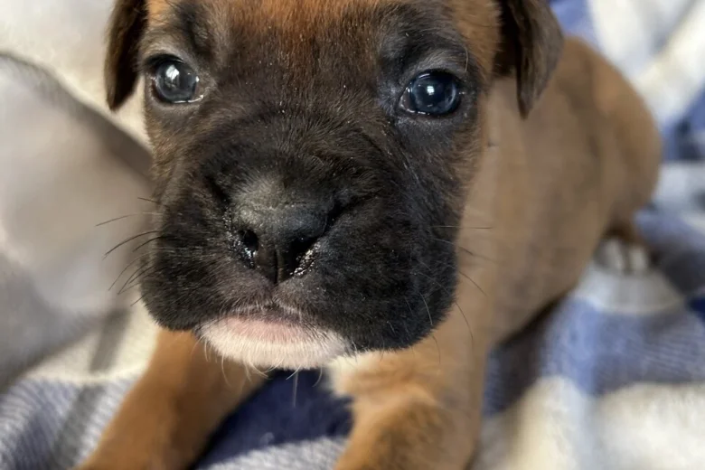 Boxer