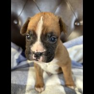 Boxer