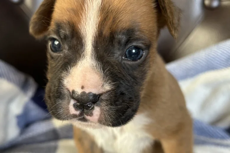 Boxer