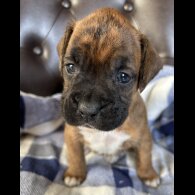 Boxer