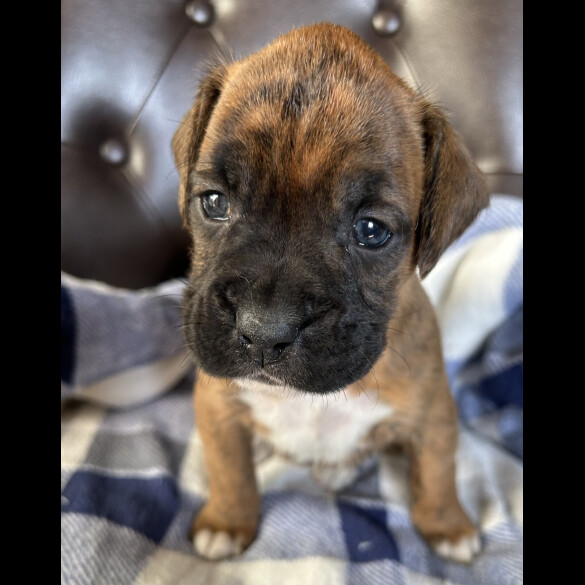 Boxer