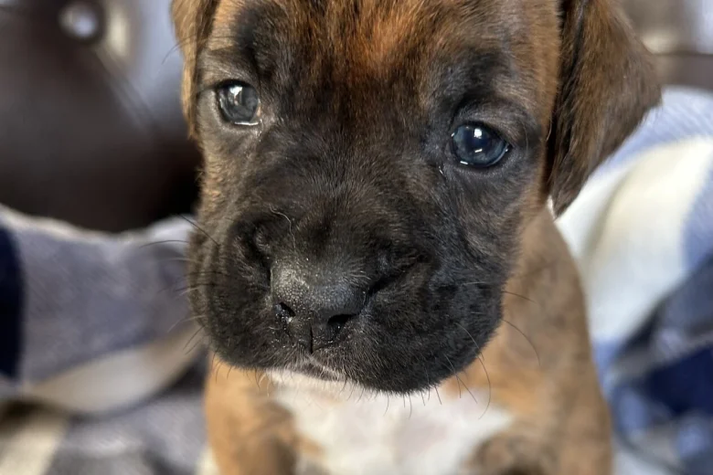 Boxer