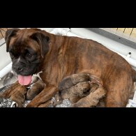 Boxer