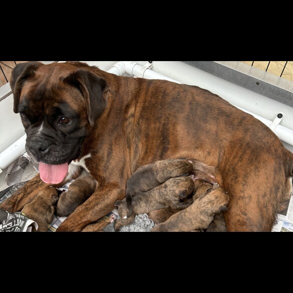 Boxer