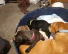 Cane Corso