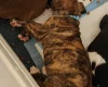 Cane Corso