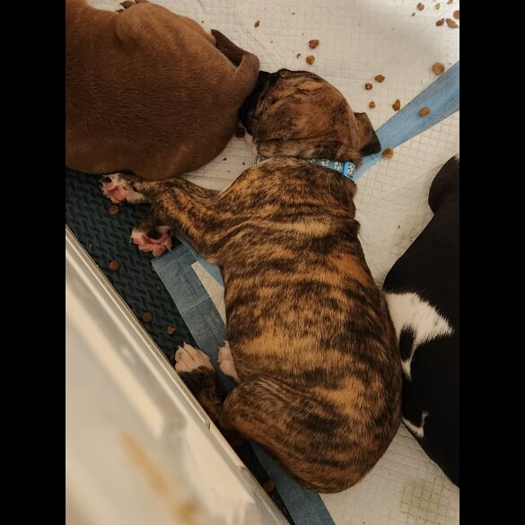 Cane Corso
