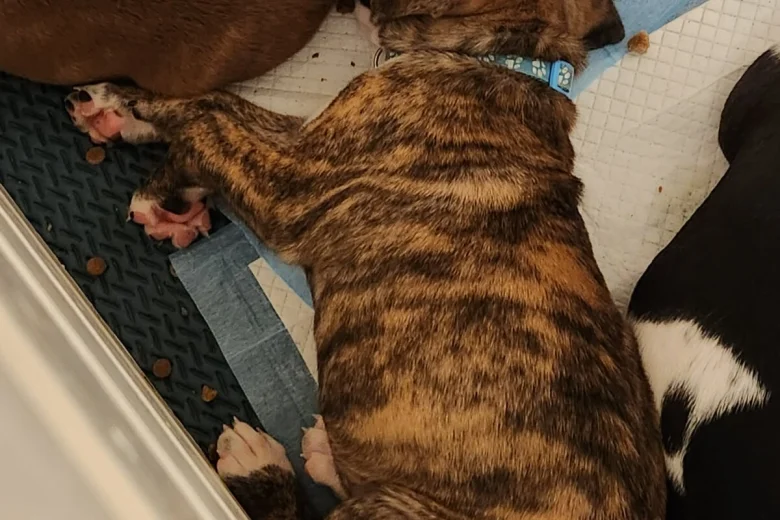 Cane Corso